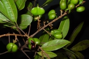 <strong>Sapindaceae - Molinaea alternifolia - Willd.</strong><br />© Sarrailh Jean-Michel / CIRAD