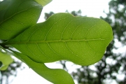 <strong>Sapindaceae - Molinaea alternifolia - Willd.</strong><br />© Baret Stéphane