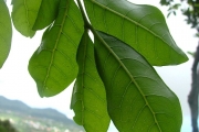 <strong>Sapindaceae - Molinaea alternifolia - Willd.</strong><br />© Baret Stéphane