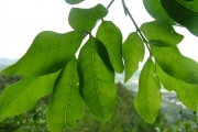 <strong>Sapindaceae - Molinaea alternifolia - Willd.</strong><br />© Baret Stéphane