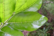 <strong>Sapindaceae - Molinaea alternifolia - Willd.</strong><br />© Baret Stéphane