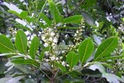 <strong>Sapindaceae - Molinaea alternifolia - Willd.</strong><br />© Sarrailh Jean-Michel / CIRAD