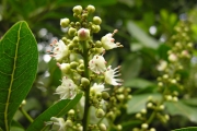 <strong>Sapindaceae - Molinaea alternifolia - Willd.</strong><br />© Sarrailh Jean-Michel / CIRAD