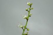 <strong>Sapindaceae - Molinaea alternifolia - Willd.</strong><br />© Sarrailh Jean-Michel / CIRAD
