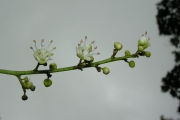 <strong>Sapindaceae - Molinaea alternifolia - Willd.</strong><br />© Sarrailh Jean-Michel / CIRAD