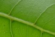 <strong>Sapindaceae - Molinaea alternifolia - Willd.</strong><br />© Baret Stéphane
