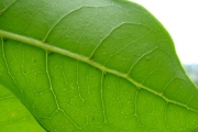 <strong>Sapindaceae - Molinaea alternifolia - Willd.</strong><br />© Baret Stéphane