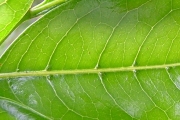 <strong>Sapindaceae - Molinaea alternifolia - Willd.</strong><br />© Baret Stéphane