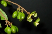 <strong>Sapindaceae - Molinaea alternifolia - Willd.</strong><br />© Sarrailh Jean-Michel / CIRAD