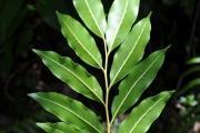 <strong>Sapindaceae - Molinaea alternifolia - Willd.</strong><br />© Sarrailh Jean-Michel / CIRAD