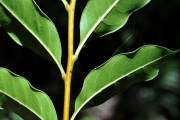 <strong>Sapindaceae - Molinaea alternifolia - Willd.</strong><br />© Sarrailh Jean-Michel / CIRAD