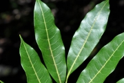 <strong>Sapindaceae - Molinaea alternifolia - Willd.</strong><br />© Sarrailh Jean-Michel / CIRAD