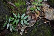 <strong>Sapindaceae - Molinaea alternifolia - Willd.</strong><br />© Sarrailh Jean-Michel / CIRAD