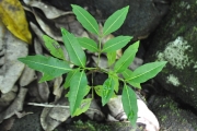 <strong>Sapindaceae - Molinaea alternifolia - Willd.</strong><br />© Sarrailh Jean-Michel / CIRAD