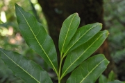<strong>Sapindaceae - Molinaea alternifolia - Willd.</strong><br />© Sarrailh Jean-Michel / CIRAD