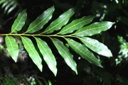 <strong>Sapindaceae - Molinaea alternifolia - Willd.</strong><br />© Sarrailh Jean-Michel / CIRAD