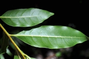 <strong>Sapindaceae - Molinaea alternifolia - Willd.</strong><br />© Sarrailh Jean-Michel / CIRAD