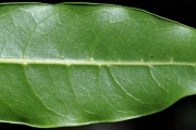 <strong>Sapindaceae - Molinaea alternifolia - Willd.</strong><br />© Sarrailh Jean-Michel / CIRAD
