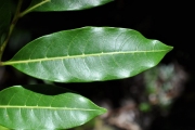 <strong>Sapindaceae - Molinaea alternifolia - Willd.</strong><br />© Sarrailh Jean-Michel / CIRAD