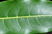 <strong>Sapindaceae - Molinaea alternifolia - Willd.</strong><br />© Sarrailh Jean-Michel / CIRAD