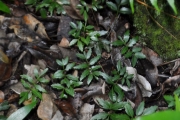 <strong>Sapindaceae - Molinaea alternifolia - Willd.</strong><br />© Sarrailh Jean-Michel / CIRAD