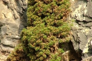 <strong>Asteraceae - Monarrhenus salicifolius - (Lam.) Cass.</strong><br />© Baret Stéphane