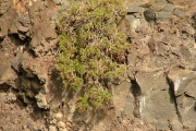<strong>Asteraceae - Monarrhenus salicifolius - (Lam.) Cass.</strong><br />© Baret Stéphane