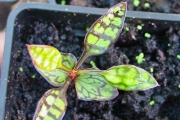 <strong>Rubiaceae - Myonima obovata - Lam.</strong><br />© Sarrailh Jean-Michel / CIRAD