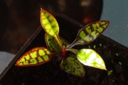 <strong>Rubiaceae - Myonima obovata - Lam.</strong><br />© Sarrailh Jean-Michel / CIRAD