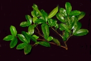 <strong>Rubiaceae - Myonima obovata - Lam.</strong><br />© Perroud Annaïg