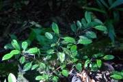 <strong>Rubiaceae - Myonima obovata - Lam.</strong><br />© Sarrailh Jean-Michel / CIRAD