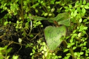 <strong>Rubiaceae - Myonima obovata - Lam.</strong><br />© Sarrailh Jean-Michel / CIRAD