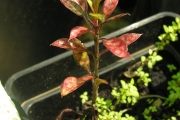 <strong>Rubiaceae - Myonima obovata - Lam.</strong><br />© Sarrailh Jean-Michel / CIRAD