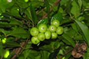 <strong>Rubiaceae - Myonima obovata - Lam.</strong><br />© Sarrailh Jean-Michel / CIRAD