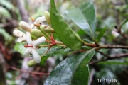 <strong>Rubiaceae - Myonima obovata - Lam.</strong><br />© Métro Patrick