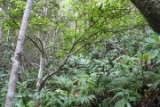 <strong>Rubiaceae - Myonima obovata - Lam.</strong><br />© Madaule Tiana
