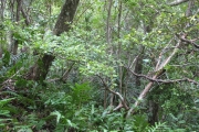 <strong>Rubiaceae - Myonima obovata - Lam.</strong><br />© Madaule Tiana