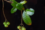 <strong>Rubiaceae - Myonima obovata - Lam.</strong><br />© Sarrailh Jean-Michel / CIRAD