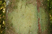 <strong>Rubiaceae - Myonima obovata - Lam.</strong><br />© Sarrailh Jean-Michel / CIRAD