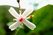 <strong>Rubiaceae - Myonima obovata - Lam.</strong><br />© Madaule Tiana