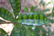 <strong>Rubiaceae - Myonima obovata - Lam.</strong><br />© Perroud Annaïg