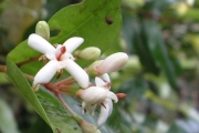 <strong>Rubiaceae - Myonima obovata - Lam.</strong><br />© Métro Patrick