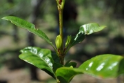 <strong>Rubiaceae - Myonima obovata - Lam.</strong><br />© Sarrailh Jean-Michel / CIRAD