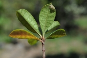 <strong>Rubiaceae - Myonima obovata - Lam.</strong><br />© Sarrailh Jean-Michel / CIRAD