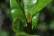 <strong>Rubiaceae - Myonima obovata - Lam.</strong><br />© Sarrailh Jean-Michel / CIRAD