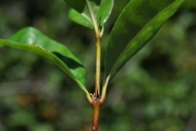 <strong>Rubiaceae - Myonima obovata - Lam.</strong><br />© Sarrailh Jean-Michel / CIRAD