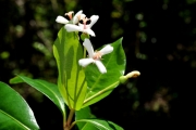 <strong>Rubiaceae - Myonima obovata - Lam.</strong><br />© Sarrailh Jean-Michel / CIRAD