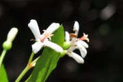 <strong>Rubiaceae - Myonima obovata - Lam.</strong><br />© Sarrailh Jean-Michel / CIRAD