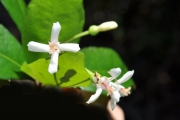 <strong>Rubiaceae - Myonima obovata - Lam.</strong><br />© Sarrailh Jean-Michel / CIRAD