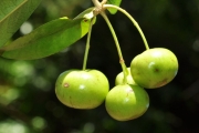 <strong>Rubiaceae - Myonima obovata - Lam.</strong><br />© Sarrailh Jean-Michel / CIRAD
